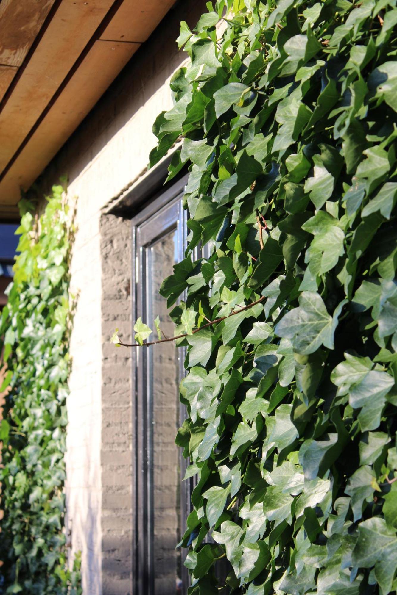 Tiny House In De Boomgaard Bed and Breakfast Stad aan 't Haringvliet Εξωτερικό φωτογραφία